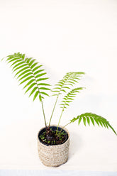 Blechnum orientale